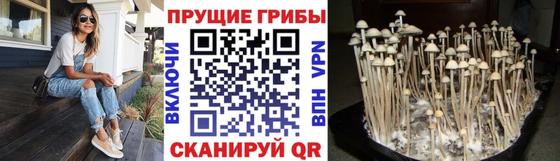 Псилоцибиновые грибы Psilocybine cubensis  закладки  Калининец 